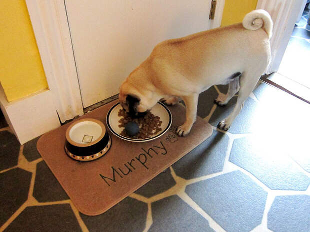 Жизненные советы от пса Мёрфи