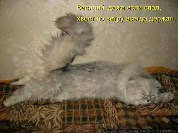 Лучшие котоматрицы недели (50 фото)