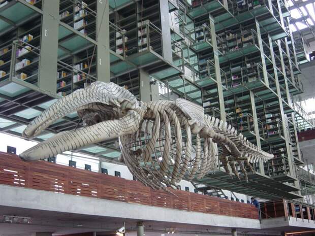 magnifique-bibliotheque-52