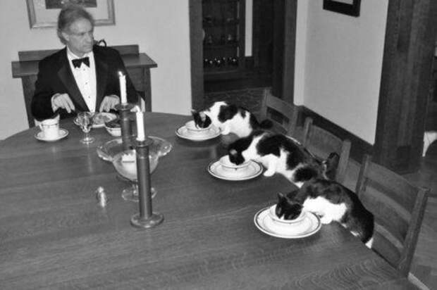 КОТОприколы