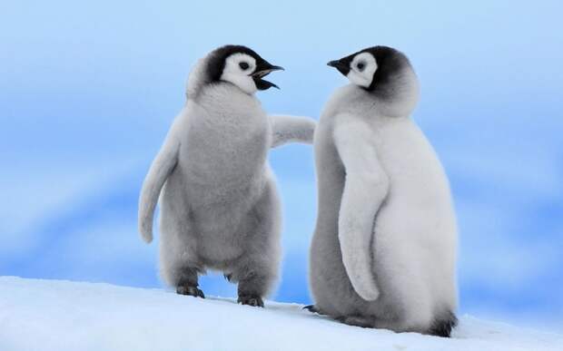 пингвины факты