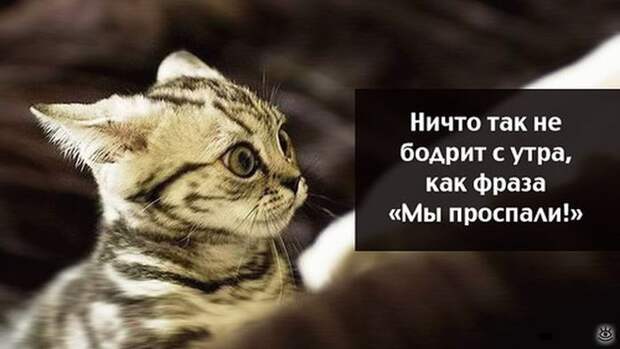 Самые разные курьёзы 34