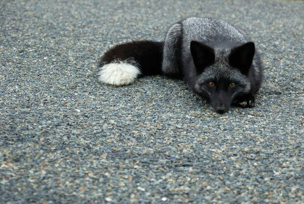 black-silver-fox-8