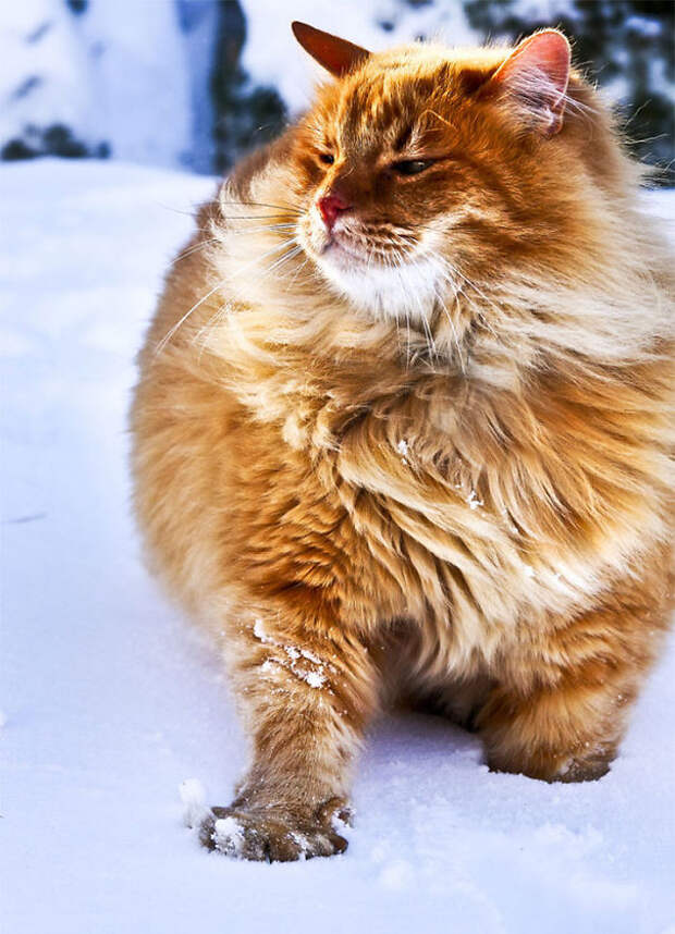 23.  кошка, пушистость, шерсть