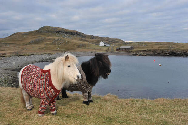 Shetlandskie_poni_odeli_svitera4
