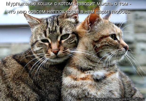 Котоматрица: Мурлыканье кошки с котом, наводит мысль о том - что мир совсем неплох,когда в нем царит любовь.