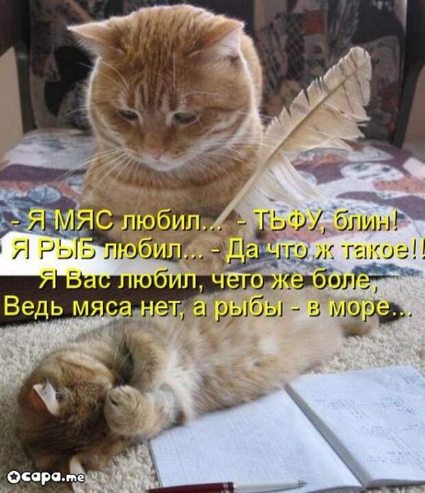 Позитивные котэ (29.05.15)