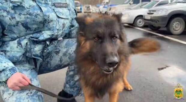 Хвостатый напарник: на Кубани бездомная собака получила службу в полиции