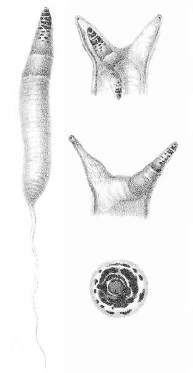 Лейкохлоридий парадоксальный (лат. Leucochloridium paradoxum)