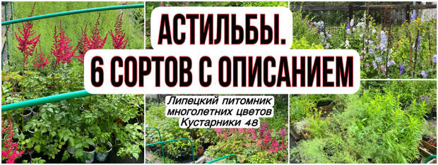 Астильбы. 6 сортов с фото и описанием. Покупки в Липецком питомнике многолетних кустарников и цветов Кустарники48
