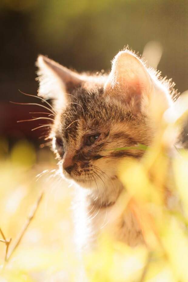 cats04 Всем любителям кошек посвящается