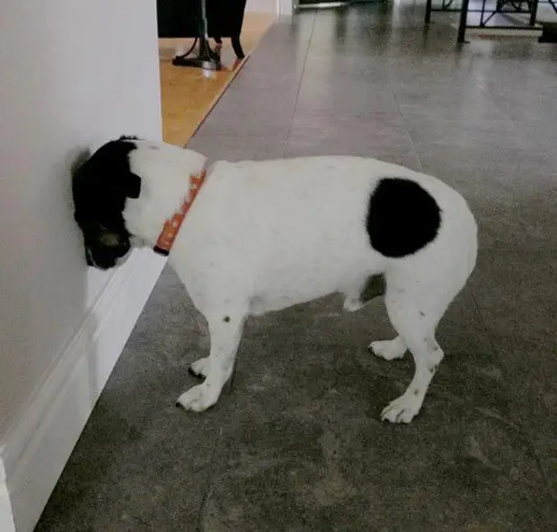 Почему собака прижимается к хозяину - причины и значение данного поведения