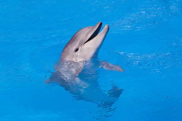 Почему дельфины спят половиной мозга и другие интересные факты