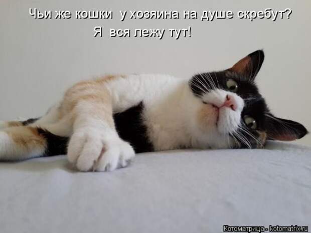 Лучшие котоматрицы недели