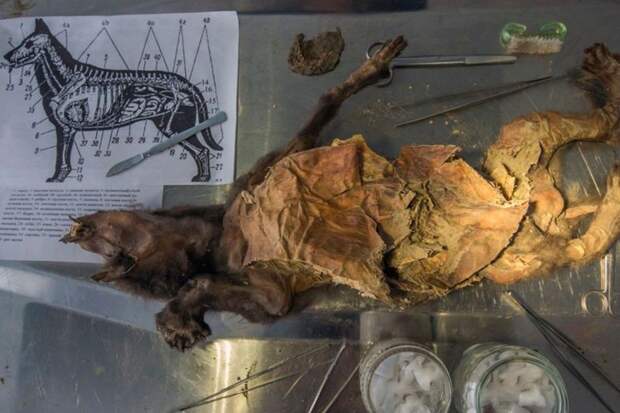 Из вечной мерзлоты Сибири выкопали щенка возрастом 12 000 лет археологи, мумия, щенок