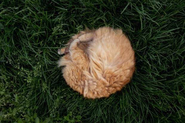 самый большой приют для кошек (6)