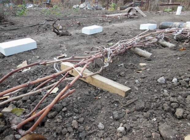 Подготовка винограда к зиме