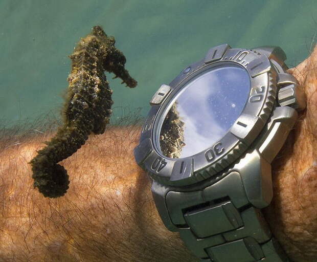 Морской конек изучает часы дайвера