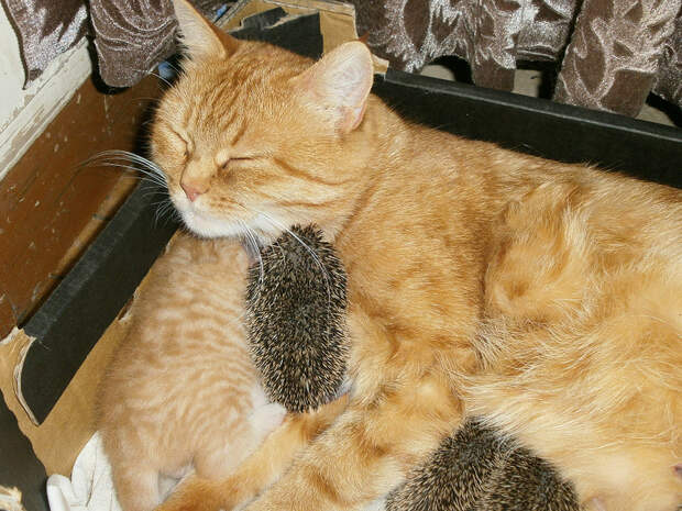 Котоёжки