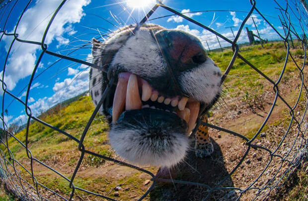 25 лучших фотографий National Geographic 2015