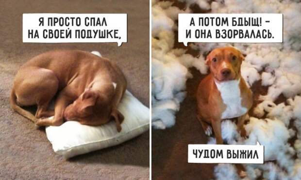 20 животных, которые понятия не имеют, откуда взялся этот беспорядок