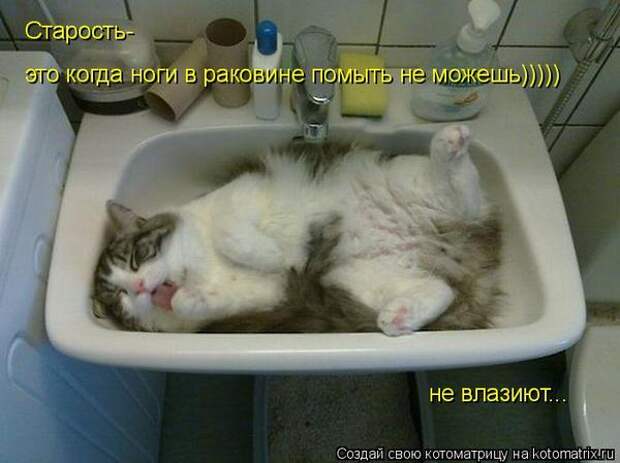 Говорят коты!