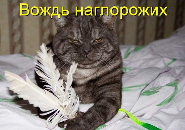 животные