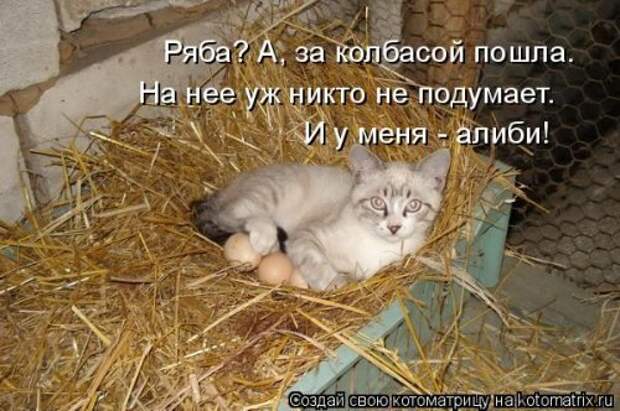 Еженедельная котоматрица (33 фото)