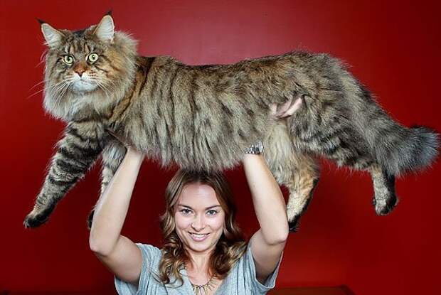 самая большая кошка