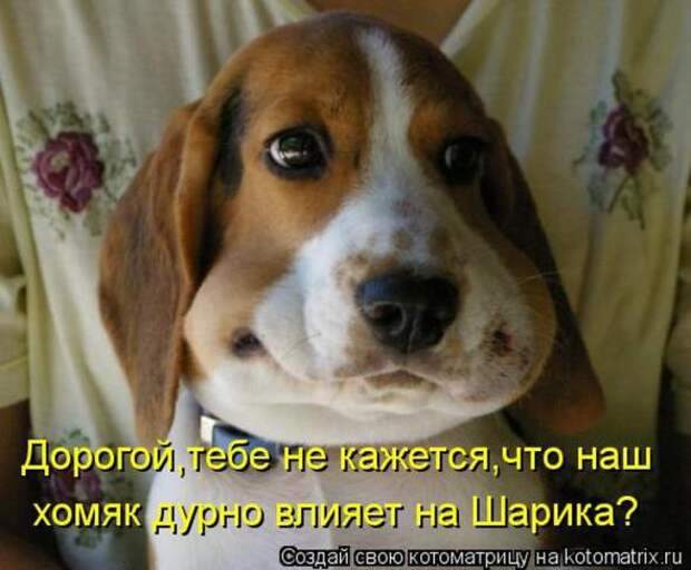 Котоматрицы(картинки с надписями)