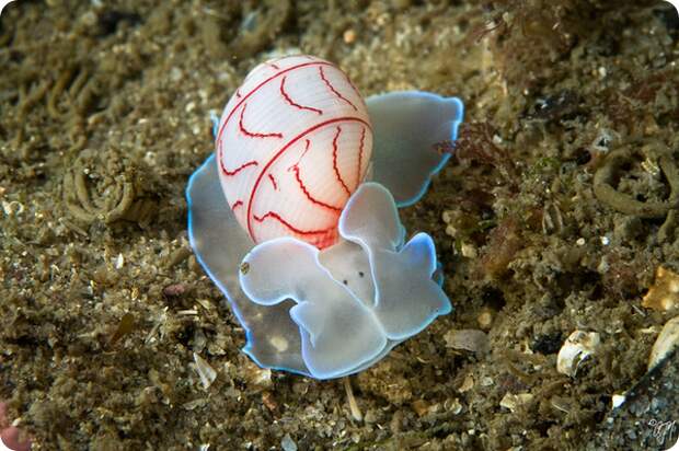 Брюхоногий моллюск Bullina lineata