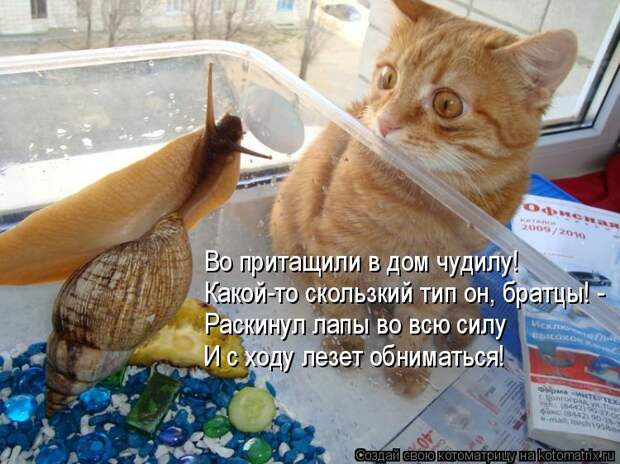 Котоматрица: Во притащили в дом чудилу! Какой-то скользкий тип он, братцы! - Раскинул лапы во всю силу И с ходу лезет обниматься!