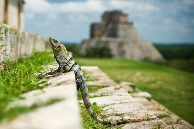 Археологи обнаружили затерянный город майя на Юкатане