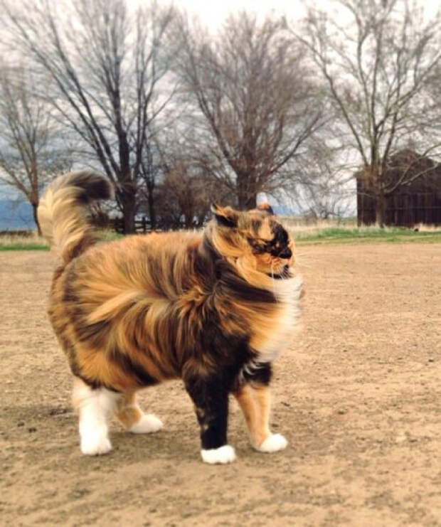 животные которые готовы к зиме 