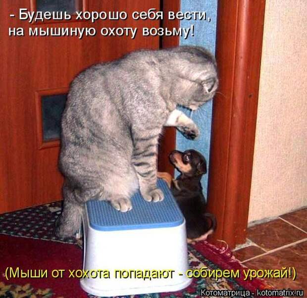 Лучшие котоматрицы недели (50 фото)