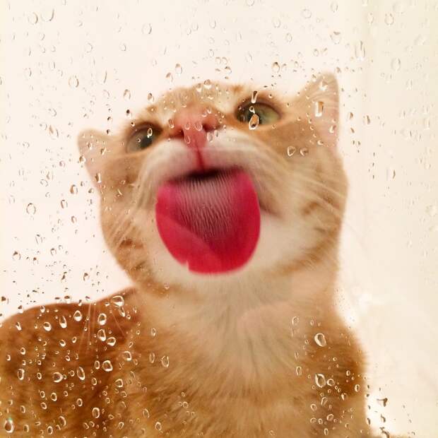 25 животных, которые лижут окна — и крадут наши сердца!