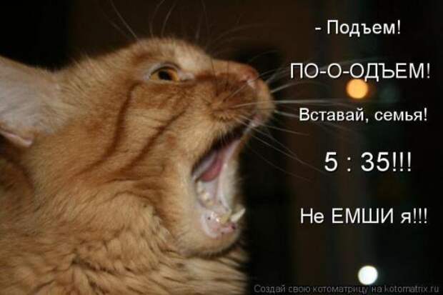 Котоматрица Котоматрица