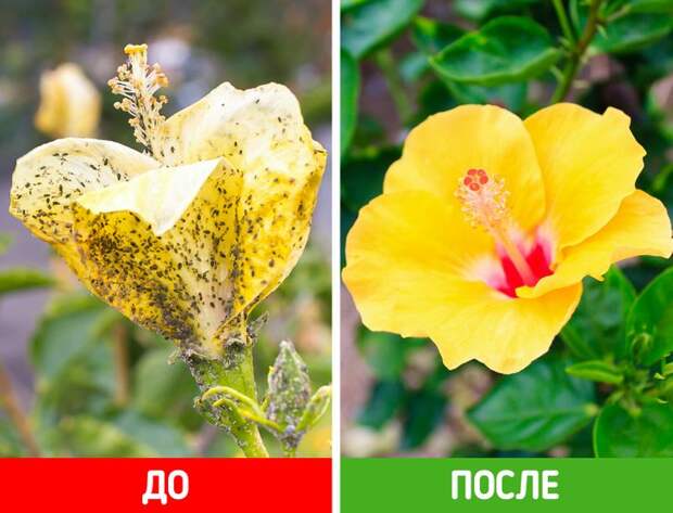 5 уникальных свойств соды, которые позволят преобразить ваш сад