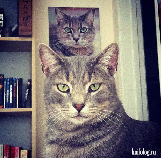 Прикольные коты (55 фото)
