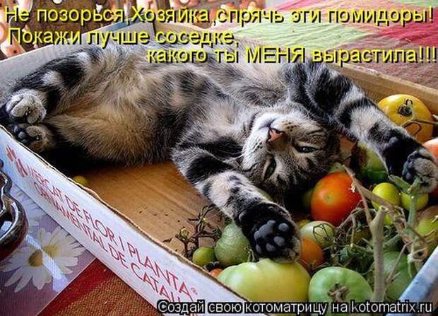 Лучшие котоматрицы недели