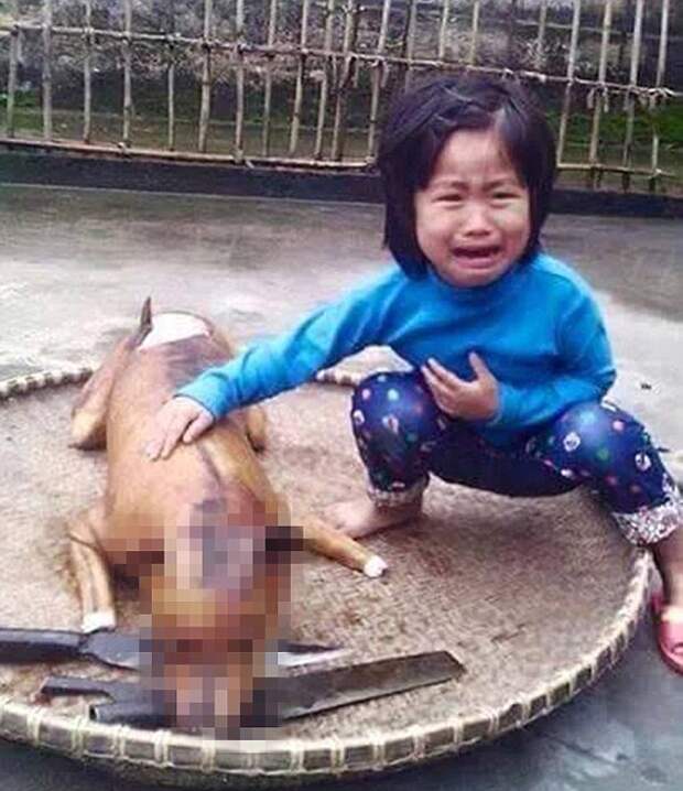 5-летняя вьетнамская девочка нашла свою пропавшую собаку на разделочном столе мясного ларька