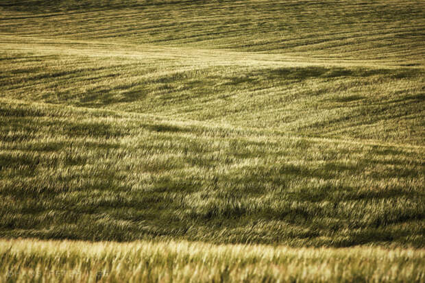 Grain, hills, wind and evening sun by Hans-Peter Ilge on 500px.com