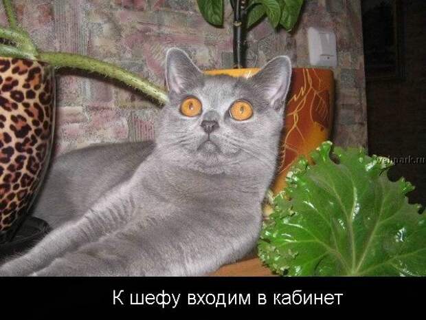 Почти вредные советы (20 картинок)