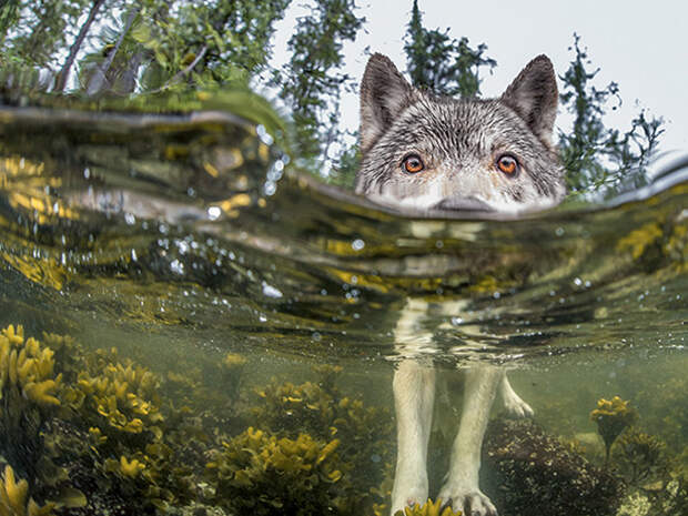 6. "Чтобы рыбку есть, надо в воду лезть" national geographic, животные, природа