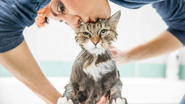 Как сказать кошке или собаке, что вы их любите