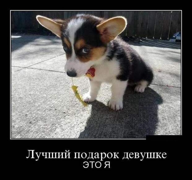 Забавные веселые картинки, демотиваторы