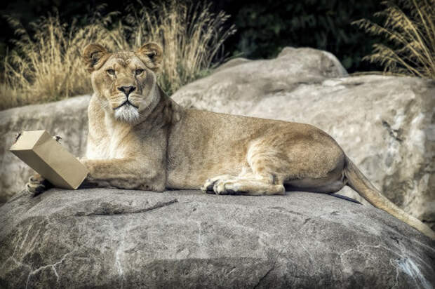 Большие кошки в коробках животные, картинки, фото