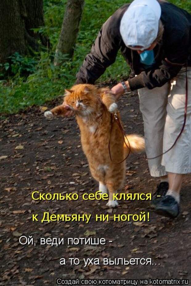Новая котоматрица для хорошего настроения (33 фото)