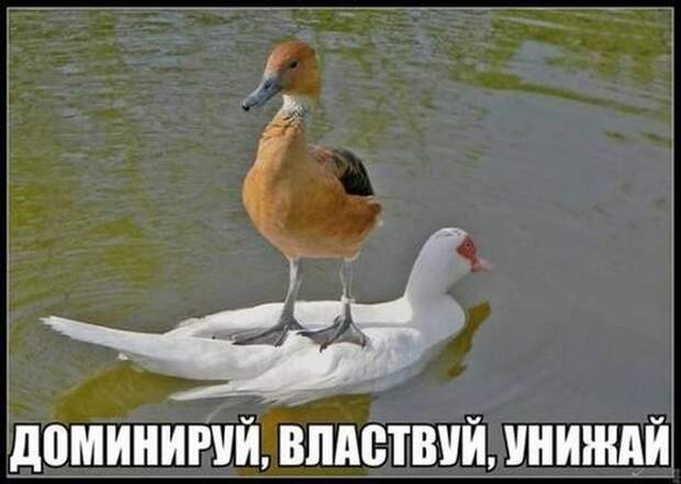 Доминируй, властвуй, унижай!