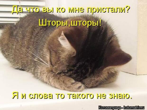 Новая котоматрица на Бугаге (28 фото)